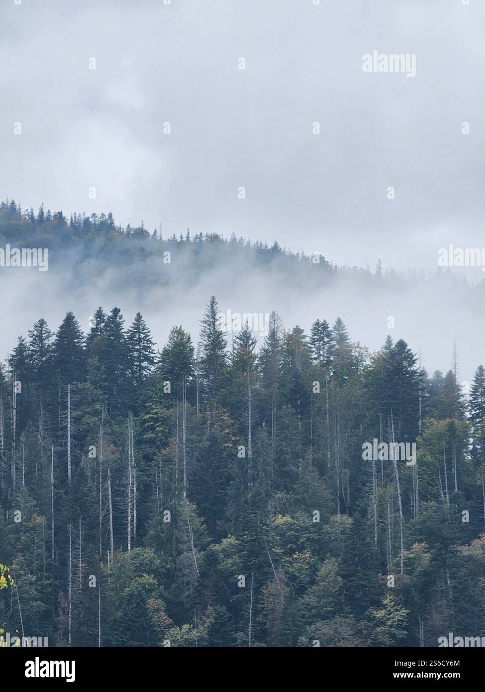 Nuages et brume dans les collines automnales boisées de l'ouest de l'Ukraine Banque D'Images