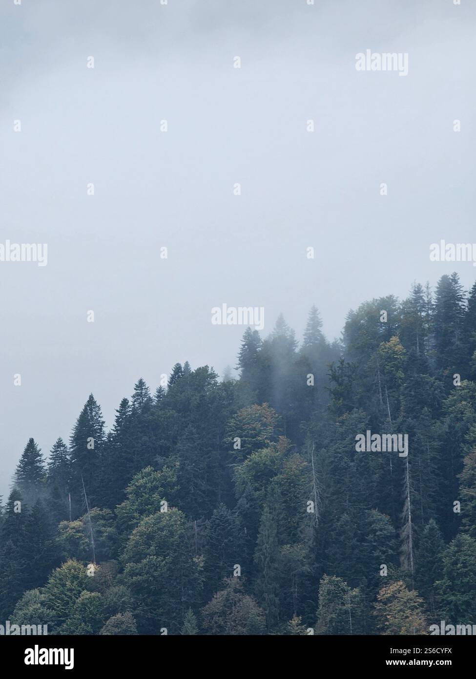 Nuages et brume dans les collines automnales boisées de l'ouest de l'Ukraine Banque D'Images