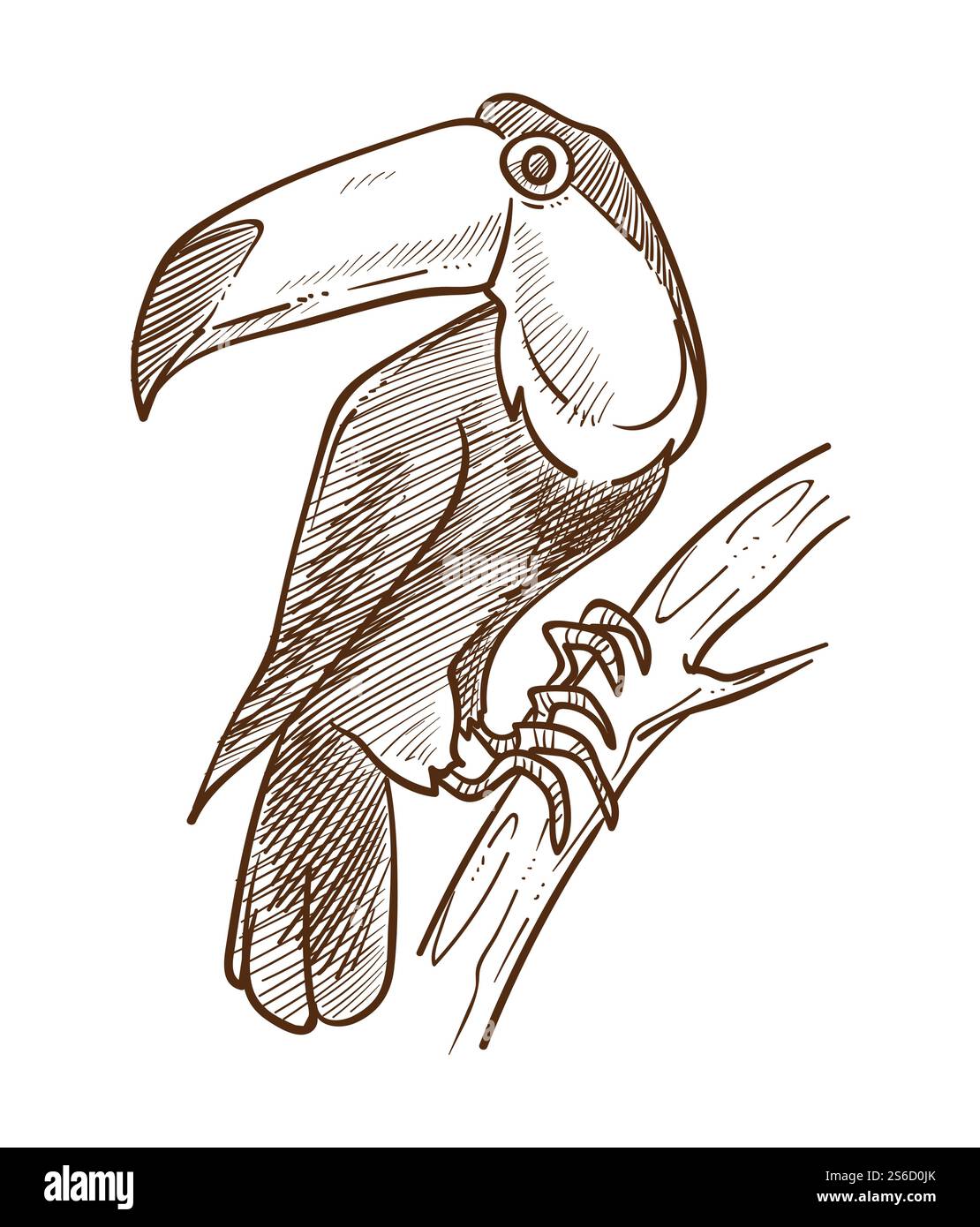 Toucan oiseau exotique, animal volant tropical avec vecteur d'esquisse isolé à grand bec. Espèces de la jungle sur le dessin de branche, faune de la forêt tropicale africaine. Faune et nature ou environnement, plumes et plumage. Croquis isolé d'oiseau exotique toucan, animal volant tropical Illustration de Vecteur