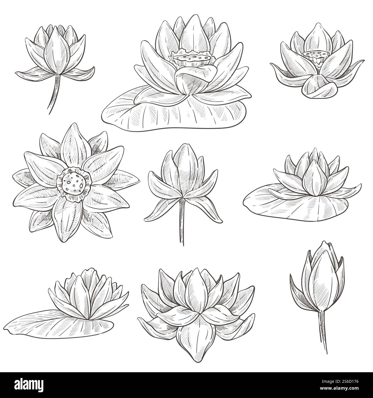 Vecteur d'esquisses isolées de fleur d'eau de Lotus. Bourgeon et feuille, fleur de plante d'eau, spa et symbole de beauté, botanique et flore. Pétales dessinés à la main et feuillage, dessin au crayon d'élément nature oriental. Fleur de lotus esquisses isolées, fleur de plante d'eau Illustration de Vecteur