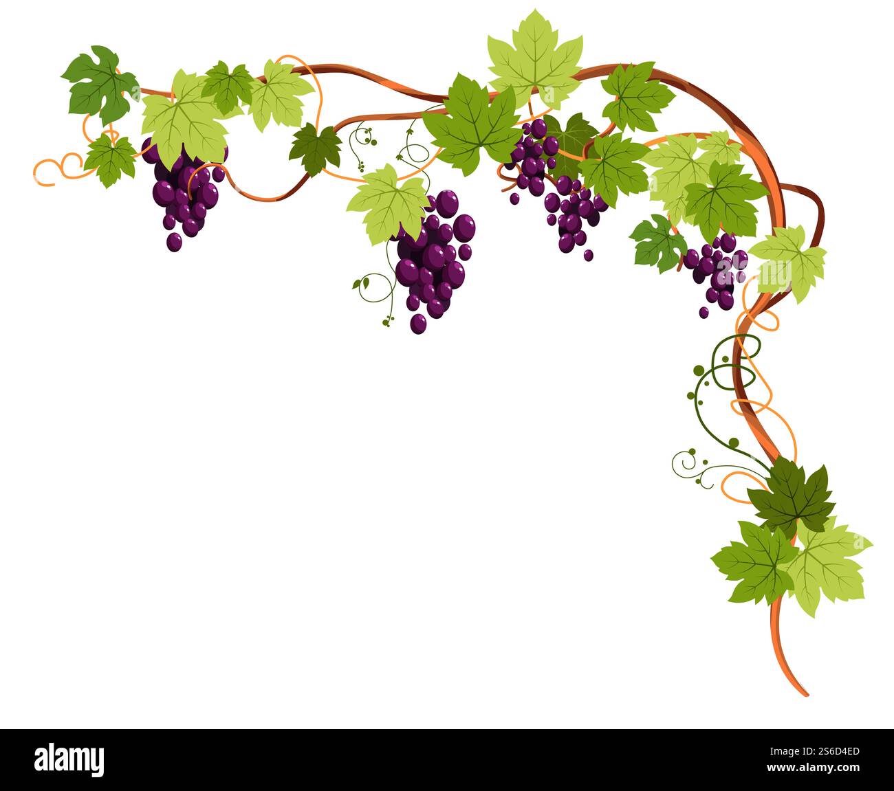 Cadre de vigne, coudé. Belle plante de vinification avec des raisins, des vrilles et des feuilles, mûrs brillants violets poussant des fruits mûrs. Vignoble, vendanges pour la vinification. Illustration vectorielle colorée sur fond blanc.. Plante de vigne avec raisins et vrilles pour cadre d'angle supérieur Illustration de Vecteur