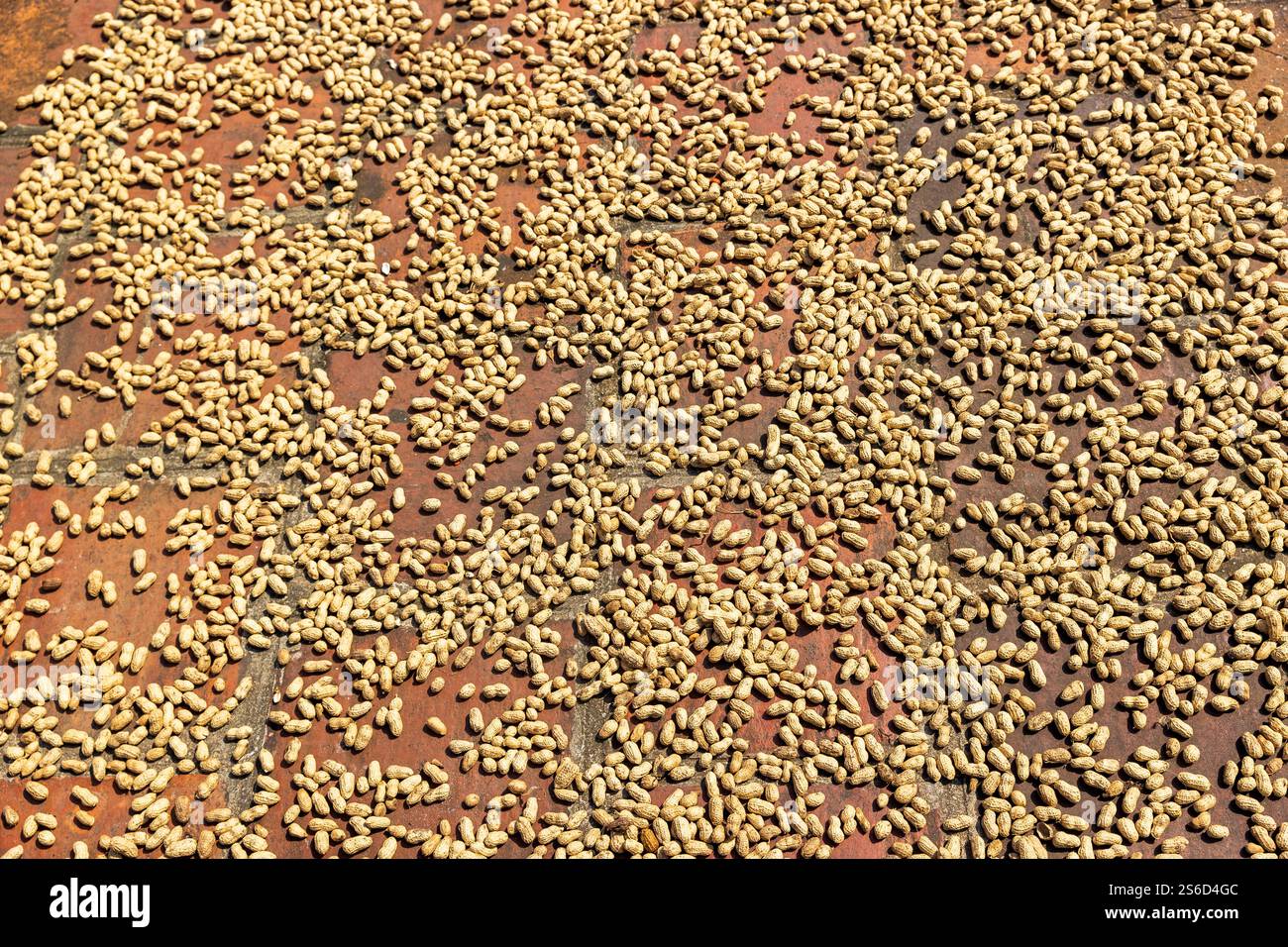 Cacahuètes séchant dans la cour de la maison communale de Mong Phu, son Tay Town, Duong Lam, Vietnam, vendredi, 01 novembre 2024. Photo : David Rowland / One-Im Banque D'Images