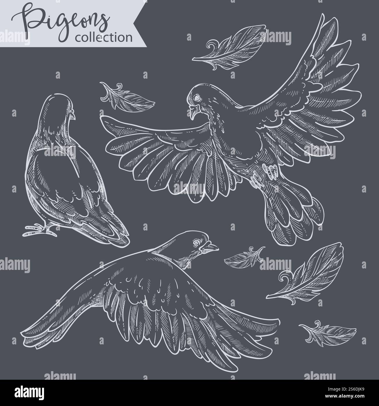 Colombes en mouvement ou en état de tranquillité. Pigeons isolés avec ailes larges et inscription de caligraphie. Croquis monochromes contour d'animaux sauvages, plumelets d'avances. Dessin de la faune incolore, vecteur. Pigeons volants, ensemble de colombes avec vecteur de plumage Illustration de Vecteur