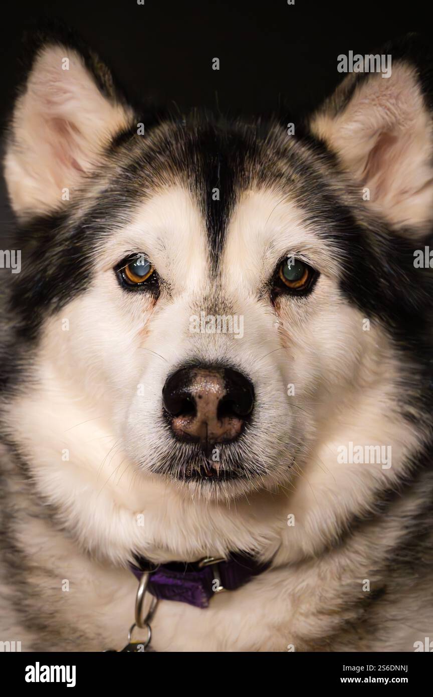 Portrait d'un chien Malamute d'Alaska sur fond sombre Banque D'Images