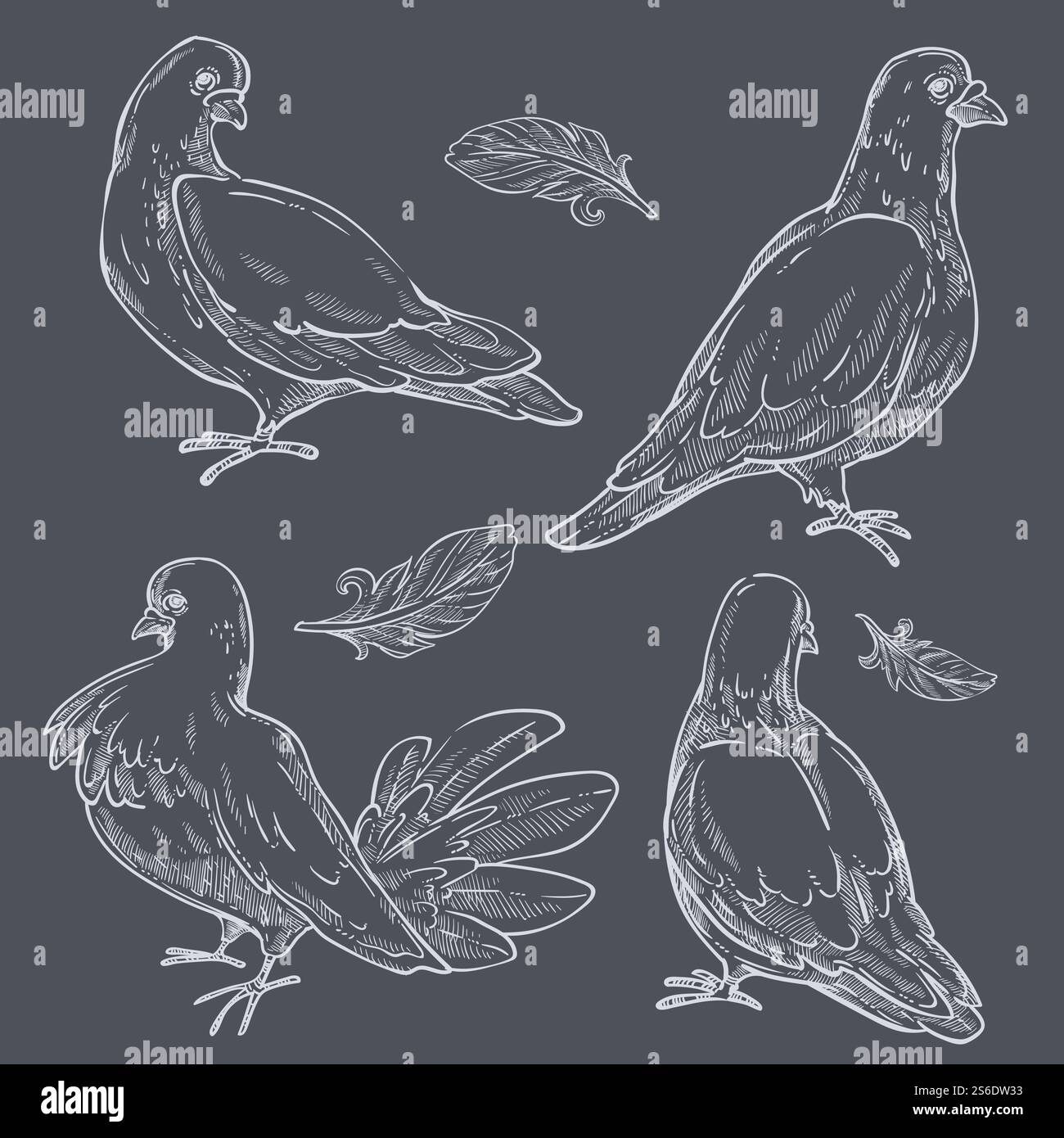 Colombes avec des plumelets, monochromes isolés esquisse le contour des aves. Faune et monde animal, pigeons aux plumes et aux ailes larges. Créatures aviaires marchant avec plumage, vecteur dans le style plat. Pigeons ensemble monochrome, colombes oiseaux sauvages avec plumage Illustration de Vecteur
