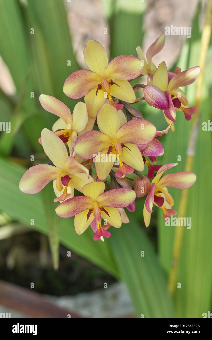 grappe d'orchidées roses jaunes en fond de jardin, gros plan de fleurs exotiques délicates dans la mise au point douce et l'espace de copie Banque D'Images