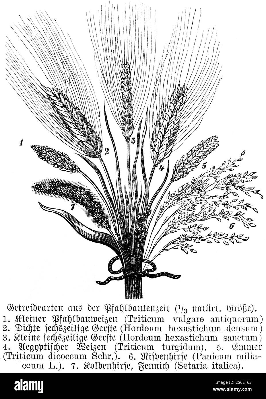 Céréales à l'époque des habitations en tas, blé (Triticum vulgaro antiquorum), orge (Hordeum), emmer (Triticum dicoccum) ou deux grains, millet (Pani Banque D'Images