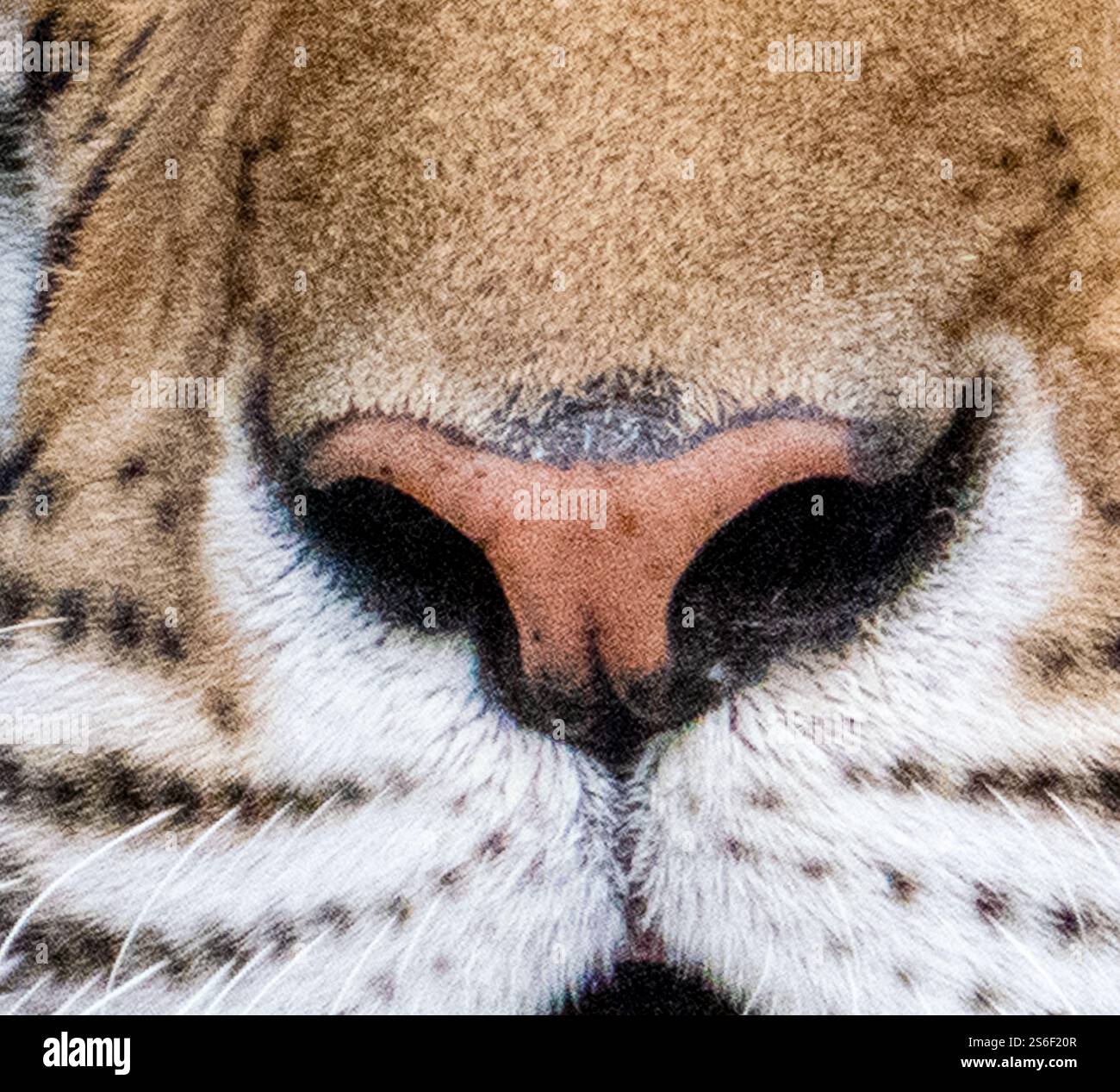 Gros plan du nez de tigre Banque D'Images