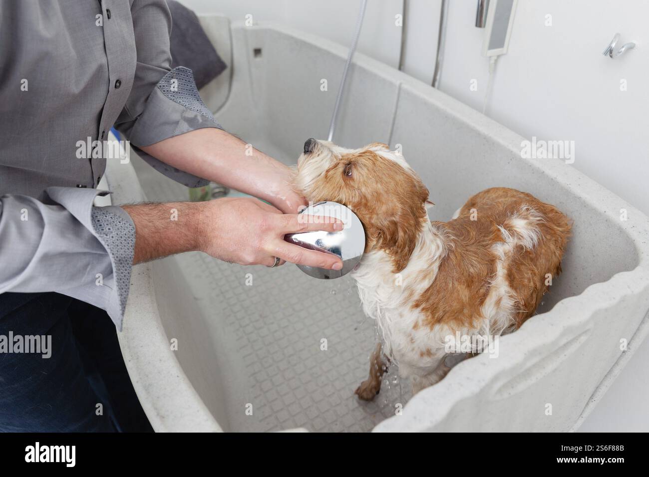 Une image de la baignade un joli chien Banque D'Images