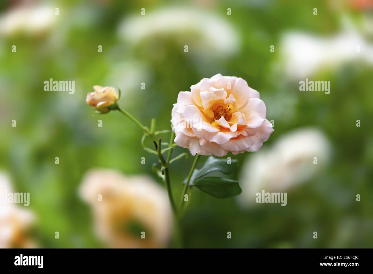 Une image d'une rose est une rose Banque D'Images