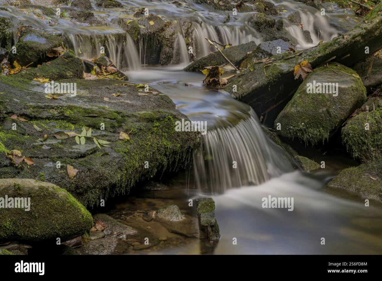 Petite cascade coule sur des pierres couvertes de mousse dans la forêt, Perlbachtal, basse-Bavière Banque D'Images