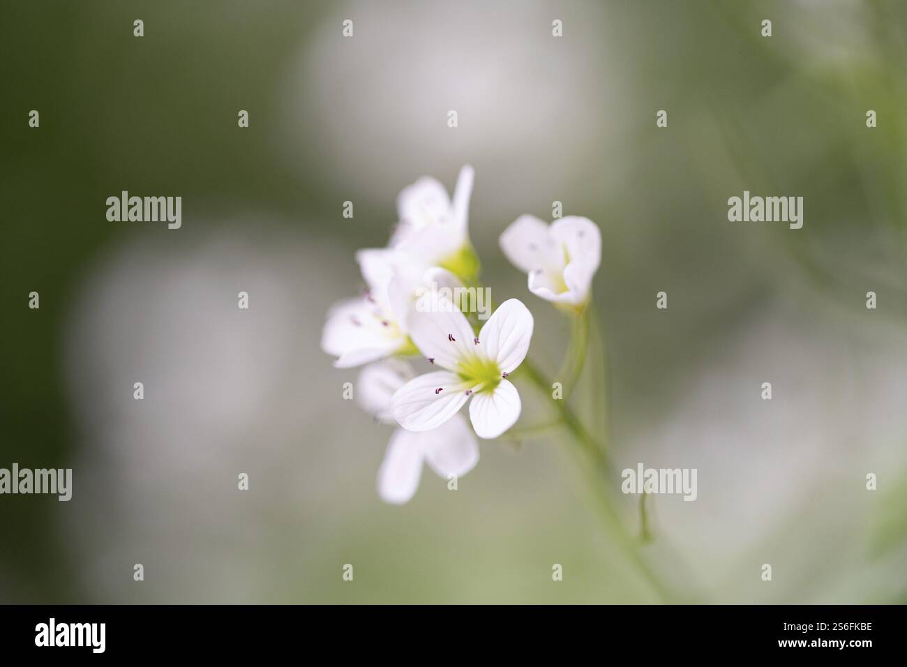 Cardamine amara (Cardamine amara), gros plan de fleur, Rhénanie du Nord-Westphalie, Allemagne, Europe Banque D'Images