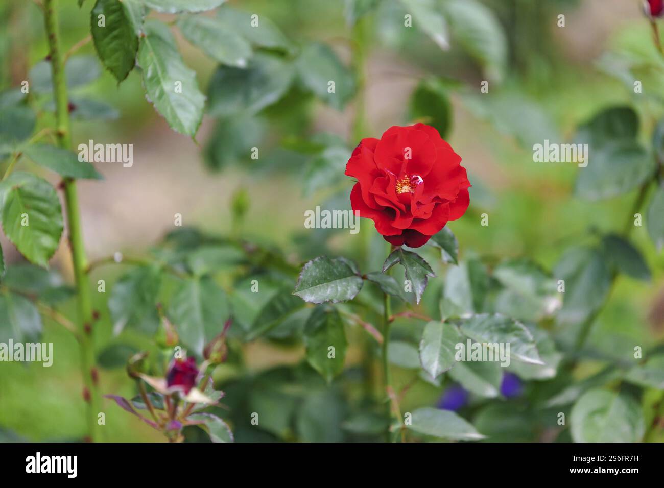 Une image d'une rose est une rose Banque D'Images
