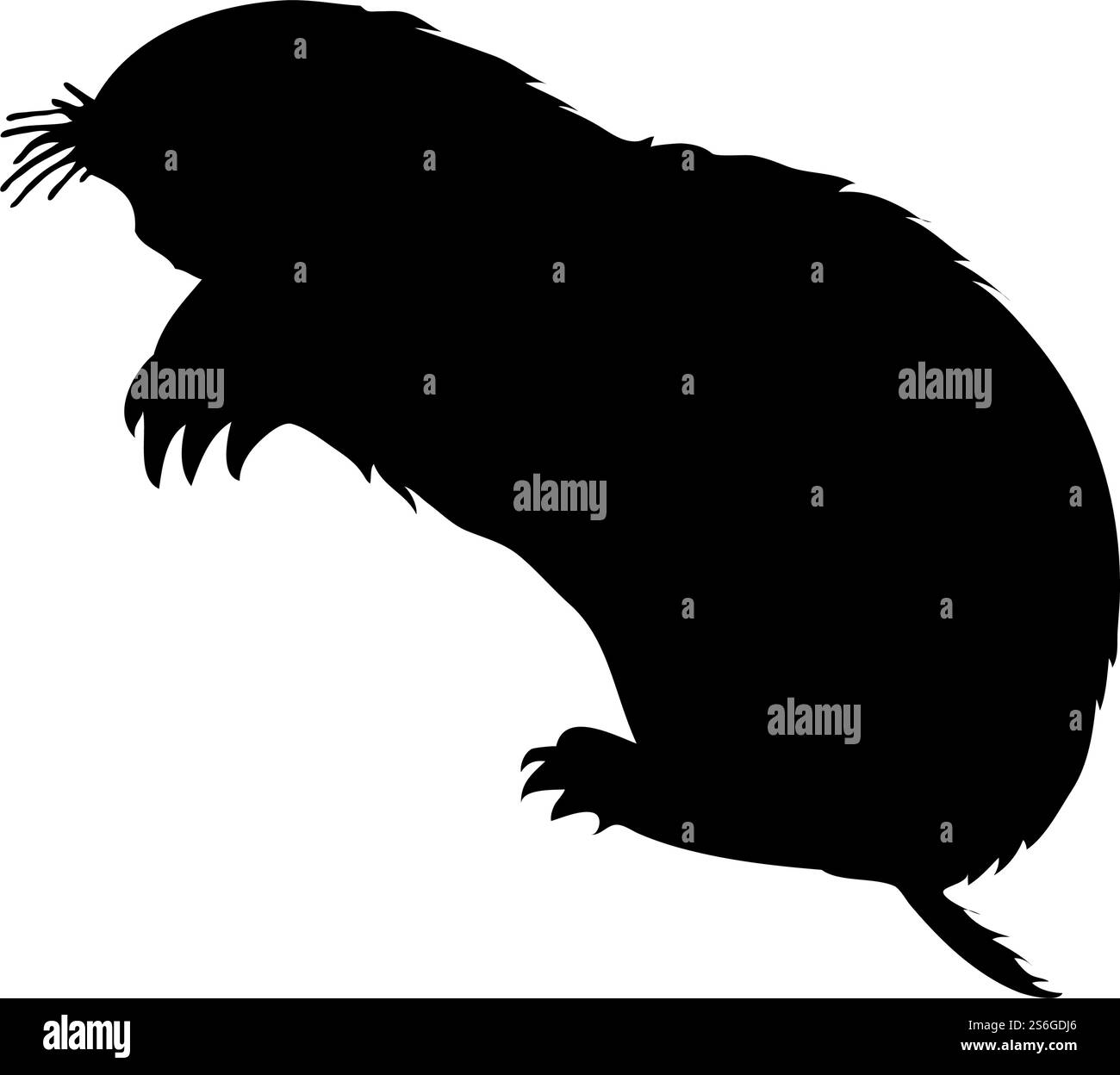 Silhouette de Zokor. Lignes lisses et propres. Silhouette Zokor taupe-rat très détaillée. Illustration vectorielle.. ensemble silhouettes de castors Illustration de Vecteur