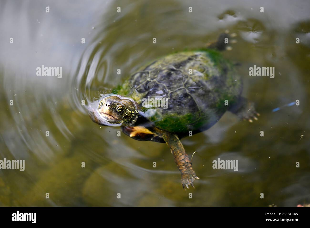 Une tortue dans le jardin de Ritsurin koen, Takammatsu, île de Shikoku, Japon. Banque D'Images