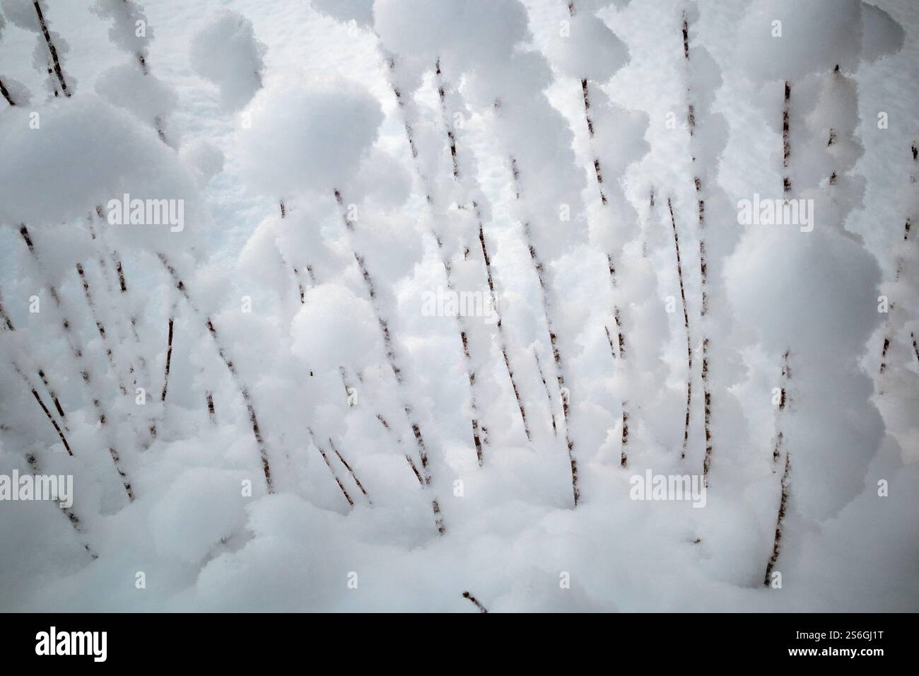 Neige moelleuse sur les branches Banque D'Images