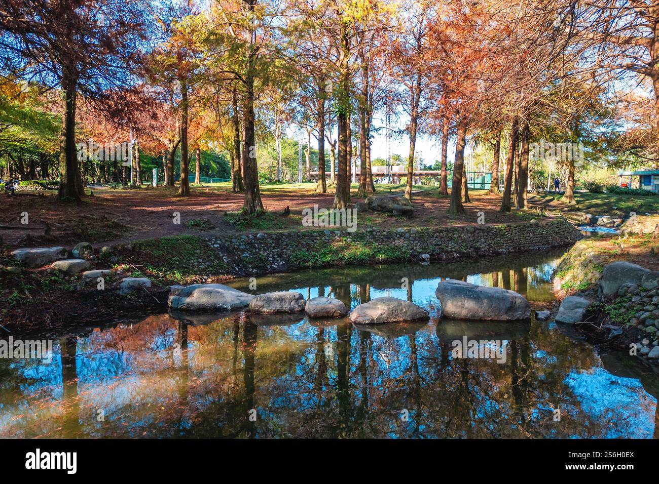 Paysage de Chypres au parc sportif de Luodong dans le comté de Yilan, Taiwan Banque D'Images