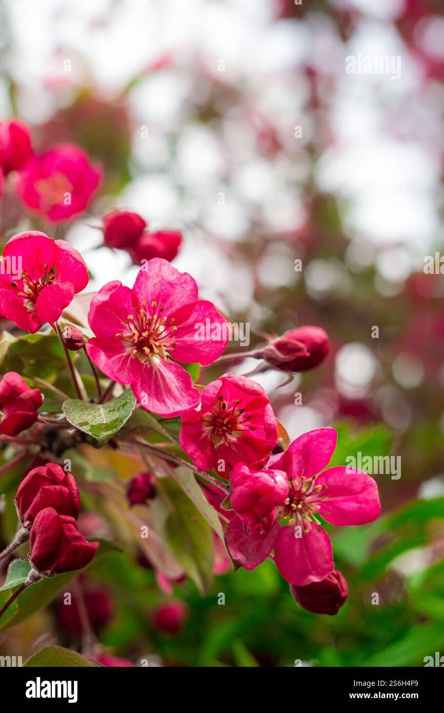 Vue des fleurs rouges du pommier écarlate sur les branches d'arbre Banque D'Images