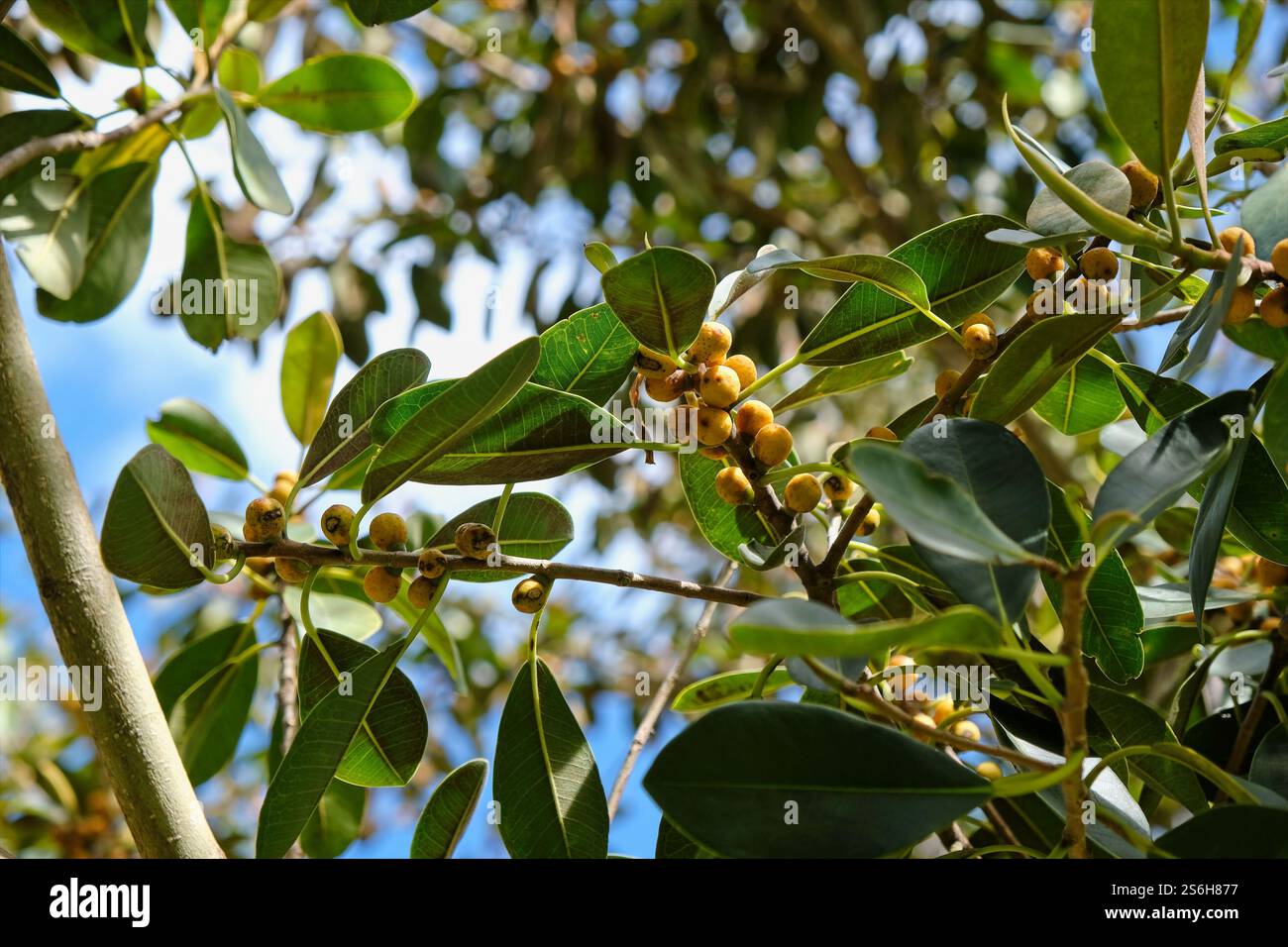 Regardant vers le haut dans la canopée d'un figuier de Port Jackson montrant les feuilles distinctives de forme ovale et les petits fruits jaune doré, Banque D'Images