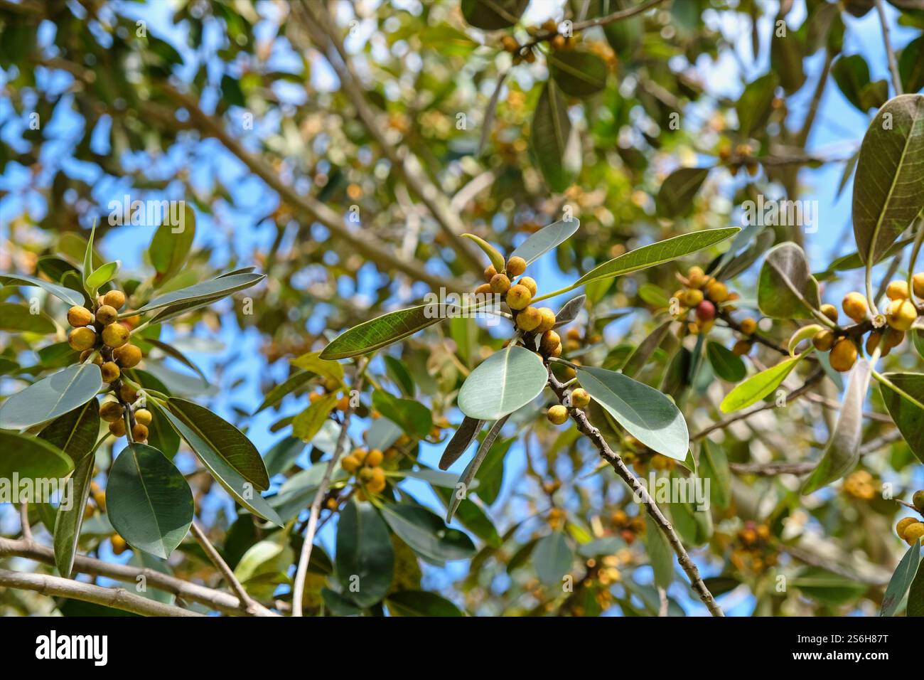 Regardant vers le haut dans la canopée d'un figuier de Port Jackson montrant les feuilles distinctives de forme ovale et les petits fruits jaune doré, Banque D'Images