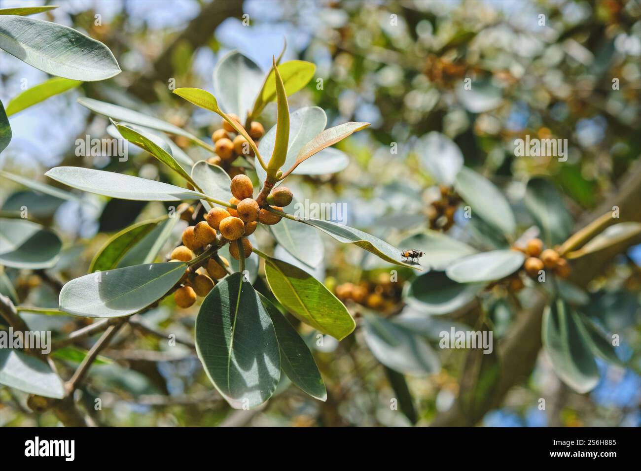 Section du figuier de Port Jackson montrant les feuilles distinctives de forme ovale et les petits fruits jaune doré. Banque D'Images