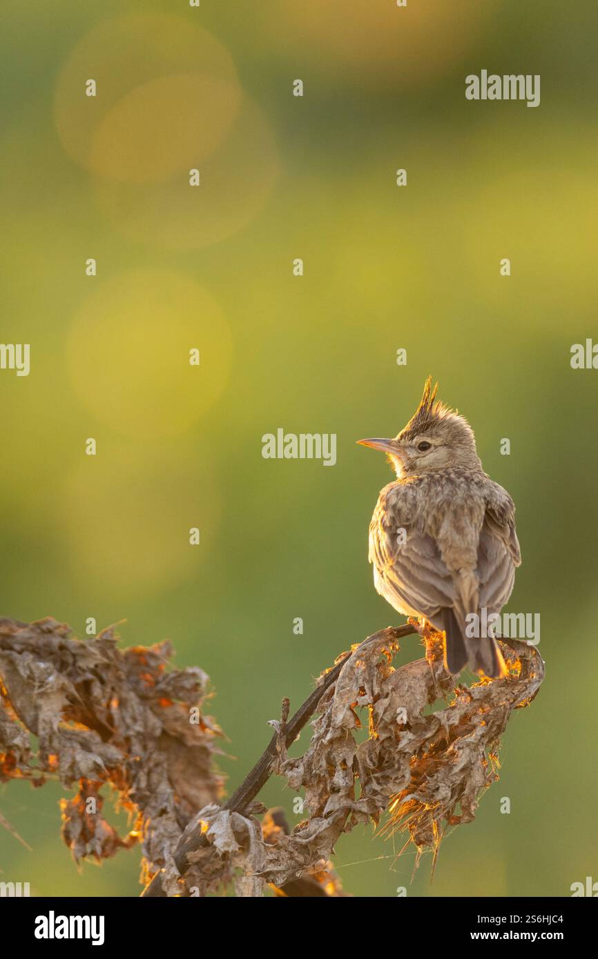 Lark à crête (Galerida cristata) قبرة متوجة perché sur une brindille les alouettes à crête se reproduisent dans la majeure partie de l'Eurasie tempérée du Portugal au nord-est de la Chine et Banque D'Images