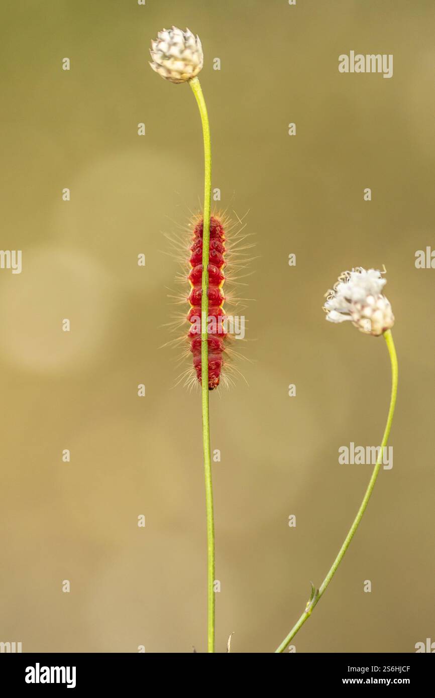 Noeud papillon herbe caterpillar sur une feuille. Noeud papillons d'herbe (Acronicta rumicis) sont trouvés dans toute l'Europe, le nord de l'Afrique, et à travers l'Asie jusqu'à K Banque D'Images