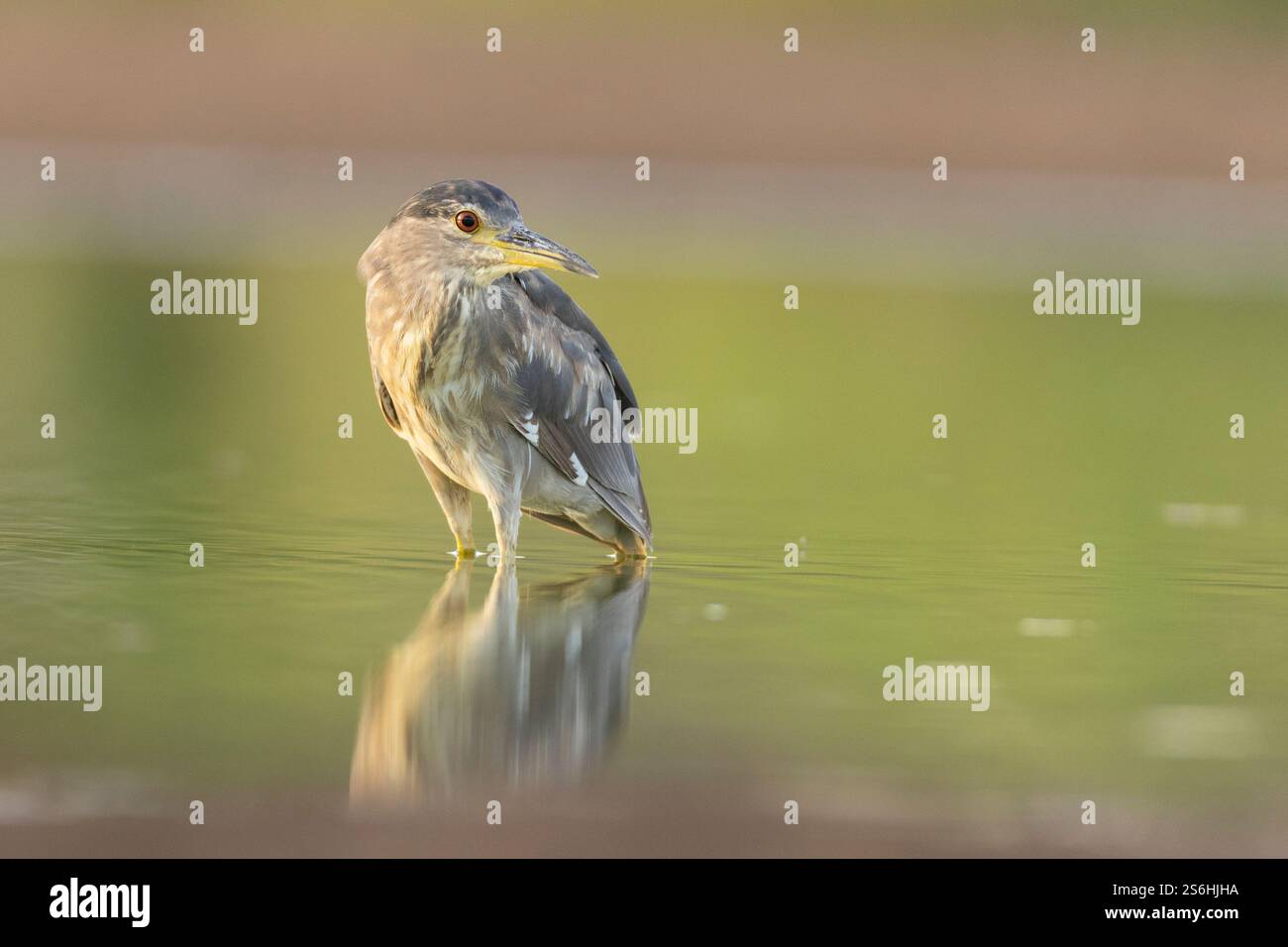 Héron de nuit (Nycticorax nycticorax) adulte à couronne noire بلشون الليل أسود التاج sur le rivage. Ce petit héron chasse dans les marais la nuit. Sa proie principale Banque D'Images