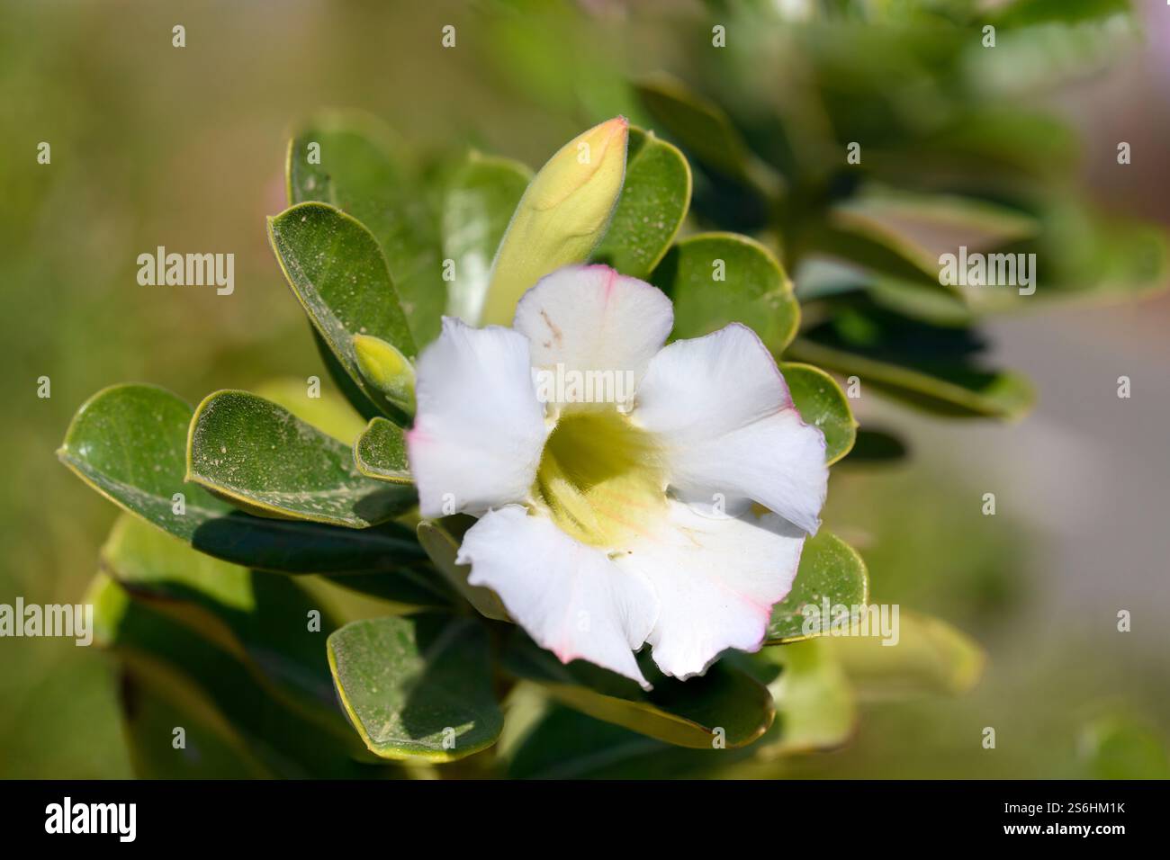 Rose du désert. (Adenium obesum) gros plan de branche et avec des feuilles de cuir et des fleurs blanches photographiées sur le rivage de la mer morte, Neve Zohar, ISR Banque D'Images