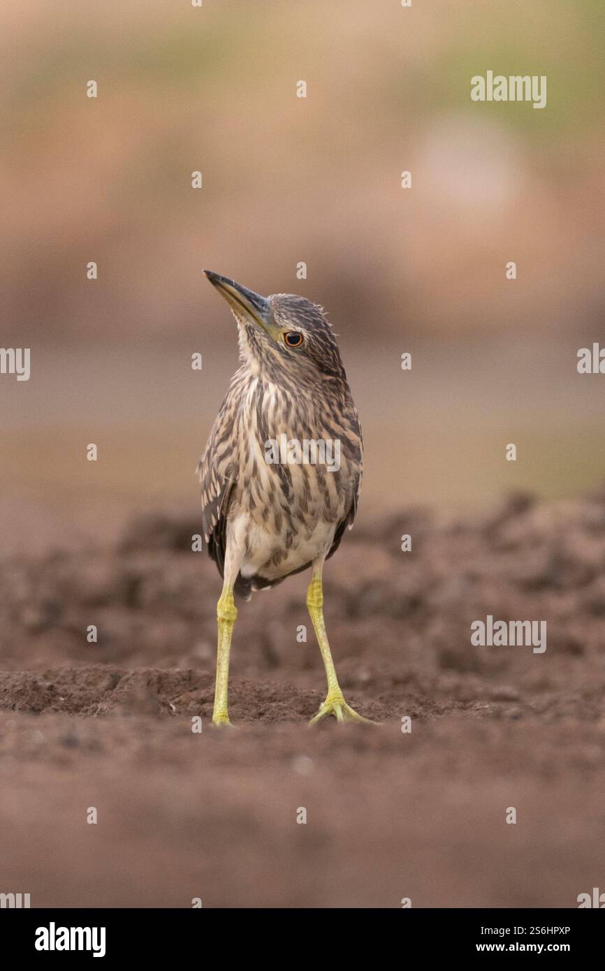 Juvénile héron de nuit à couronne noire (Nycticorax nycticorax) بلشون الليل أسود التاج sur le rivage. Ce petit héron chasse dans les marais la nuit. Son p principal Banque D'Images