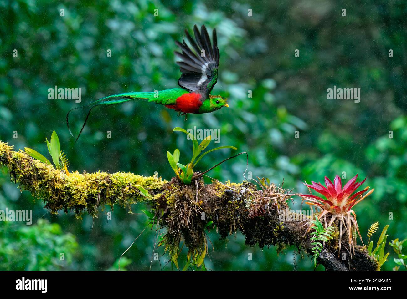 Quetzal resplendissant mâle (Pharomachrus mocinno) en vol, Costa Rica Banque D'Images