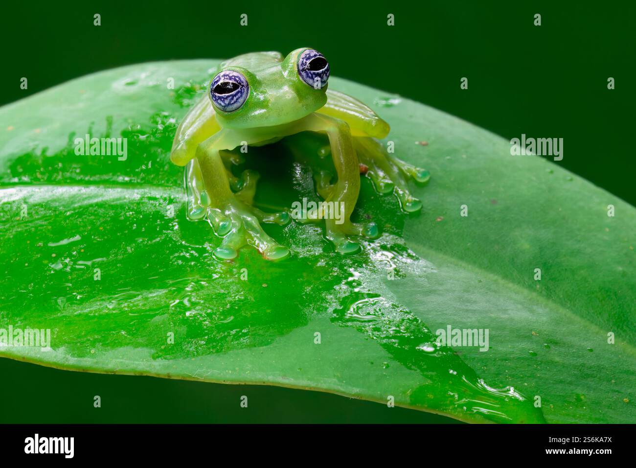 Grenouille de verre fantôme (Sachatamia ilex) assise sur la feuille, Costa Rica Banque D'Images