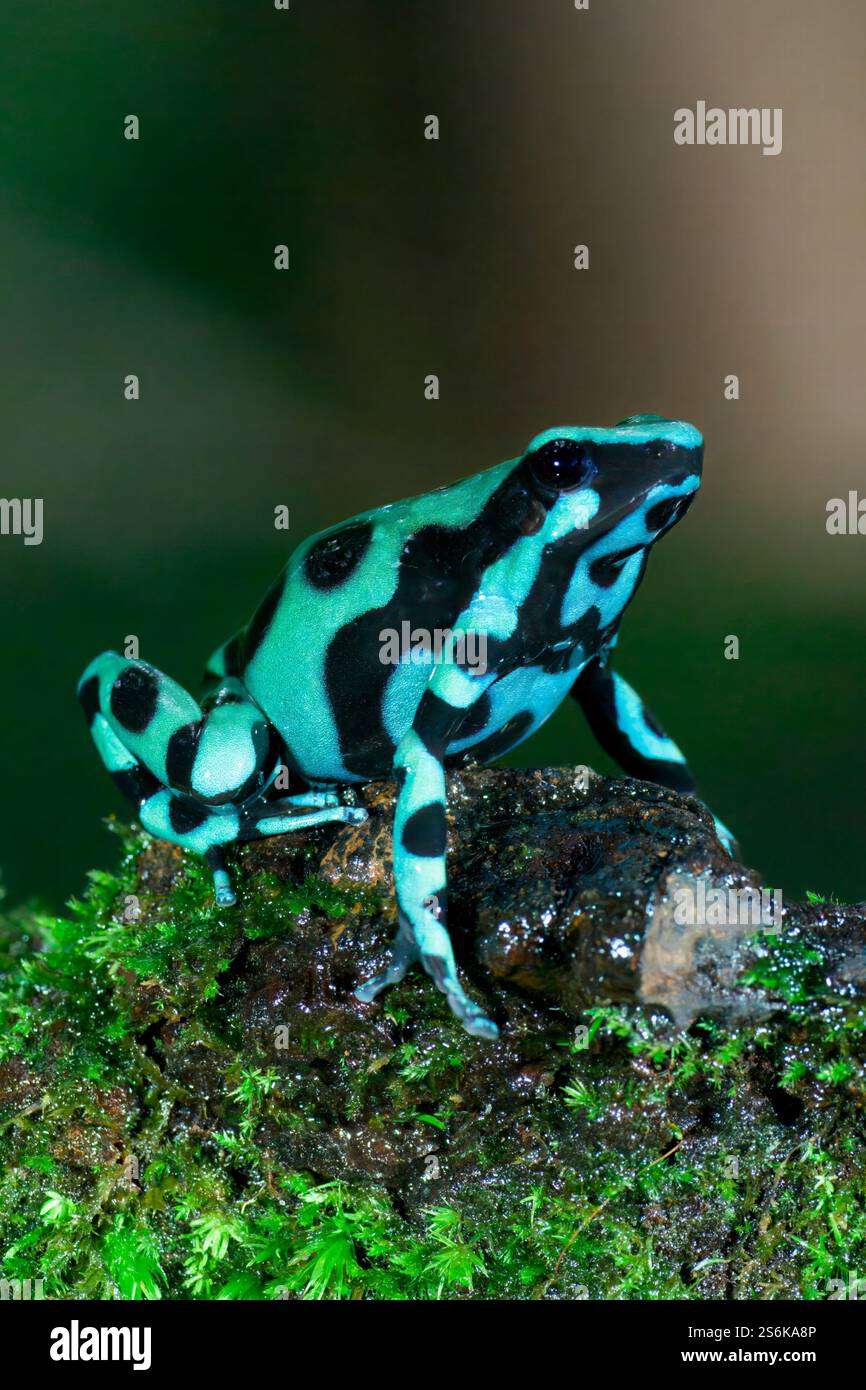 Grenouille de crapautus (Dendrobates auratus), Costa Rica Banque D'Images