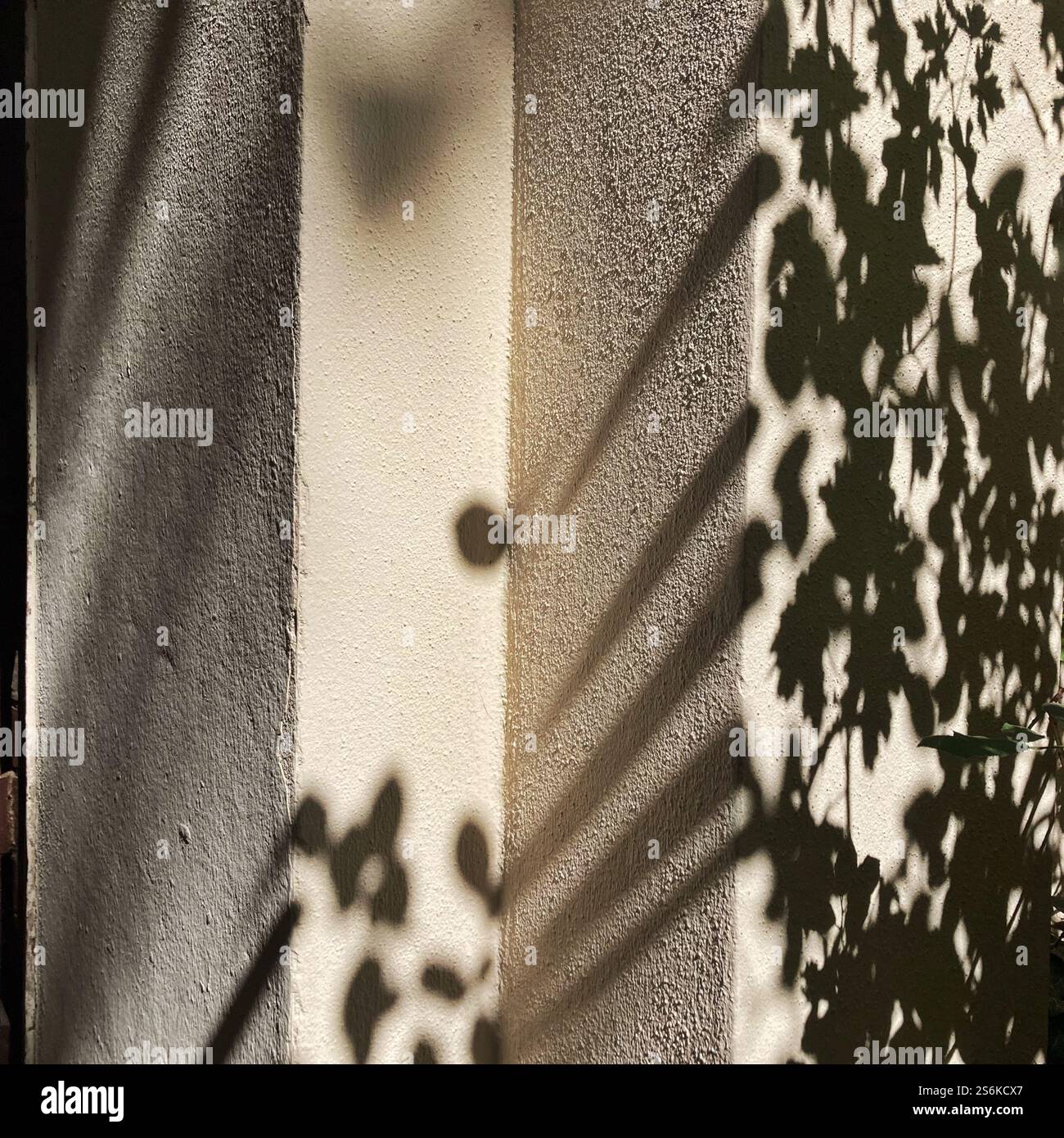 La lumière douce du soleil projette des ombres complexes de feuilles et de plantes sur un mur texturé de couleur claire, évoquant une atmosphère sereine et naturelle. Banque D'Images