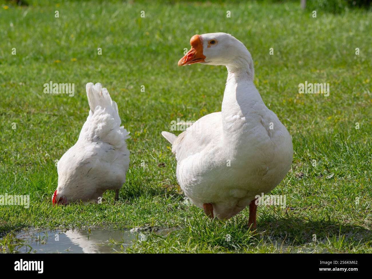 Oie blanche sur un fond d'herbe verte Banque D'Images