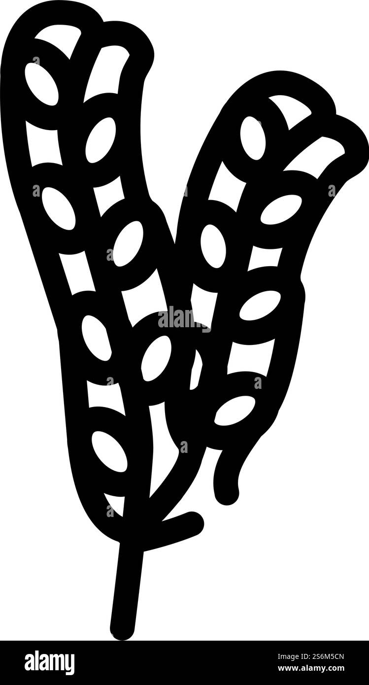vecteur d'icône de ligne d'algues de fucus vesiculosus. signe d'algues de fucus vesiculosus. illustration noire du symbole de contour isolé. illustration vectorielle d'icône de ligne d'algues de fucus vesiculosus Illustration de Vecteur