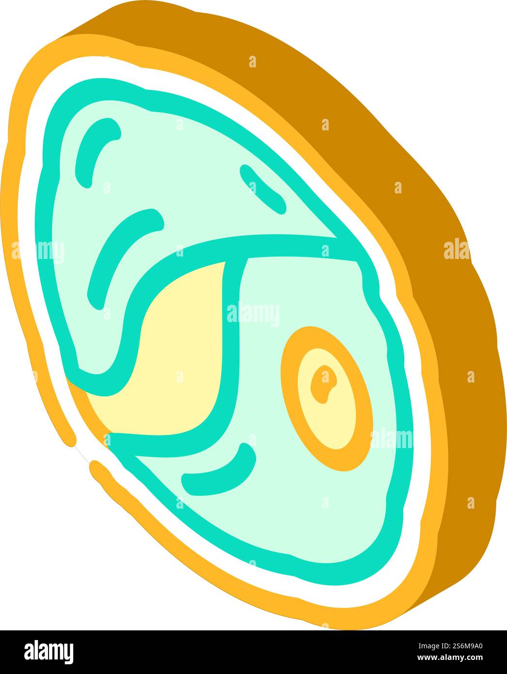 vecteur d'icône isométrique chlorella seaweed. signe d'algues chlorella. illustration de symbole isolé. illustration vectorielle d'icône isométrique chlorella seaweed Illustration de Vecteur