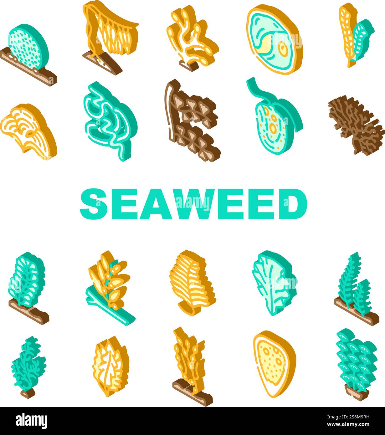Seaweed Sea sous-marin Plant Icons Set Vector. Padina et Kelp japonais, Sargassum Horneri et Arthrospira Plantesis, Plumose Egagropylus Linnaeus Ocean Grow Herb Isomtric Sign Color illustrations. Seaweed Sea sous-marin Plant Icons Set Vector Illustration de Vecteur