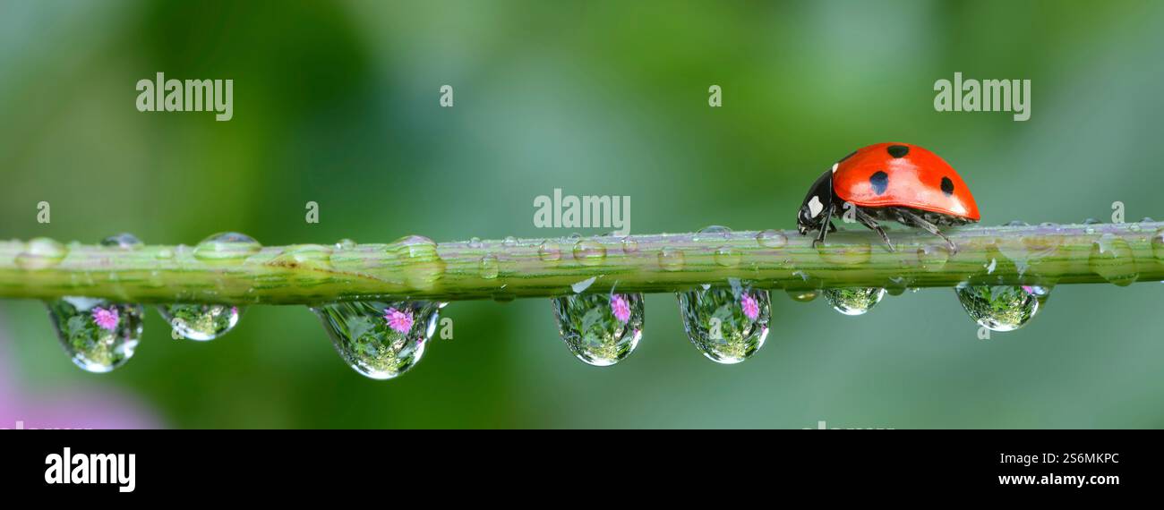 Coccinelle Banque D'Images