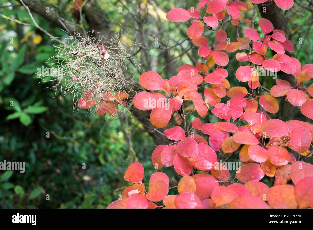 Les feuilles du buisson de perruque sont colorées en rouge en automne Banque D'Images