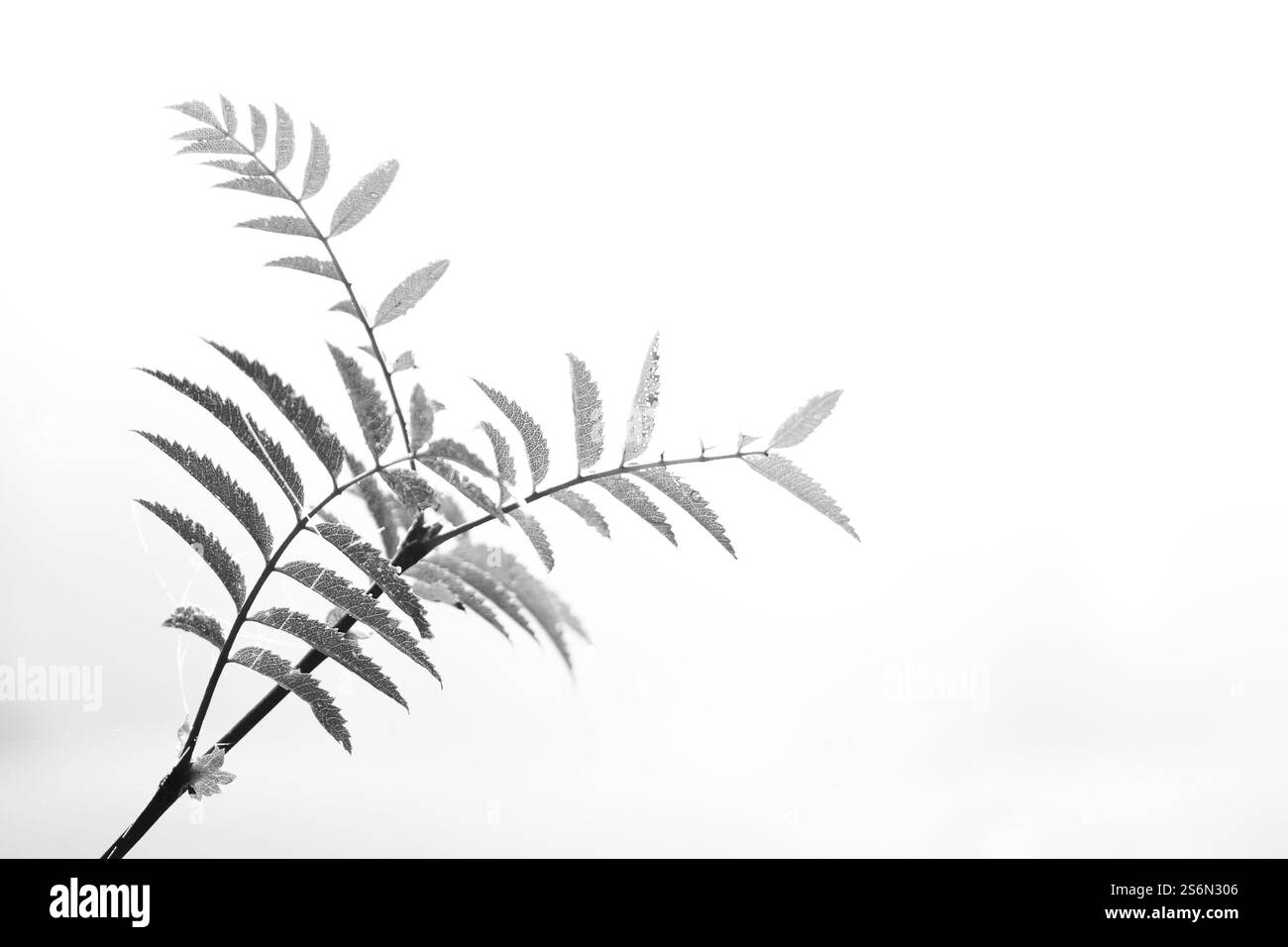 Feuille de frêne monochrome Banque D'Images