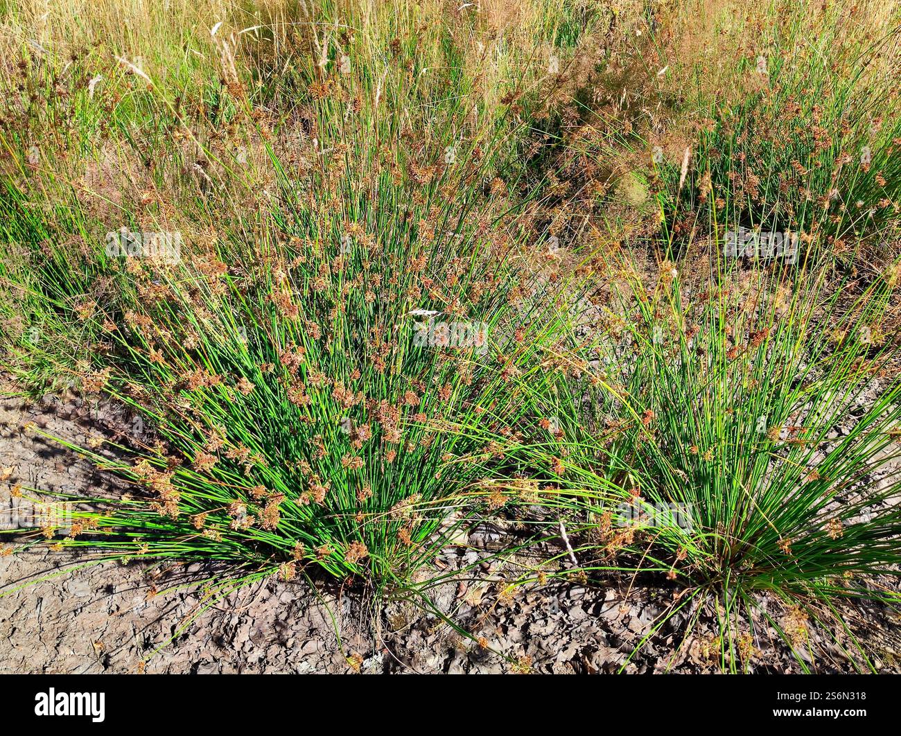 Rush, Juncus acutus Banque D'Images