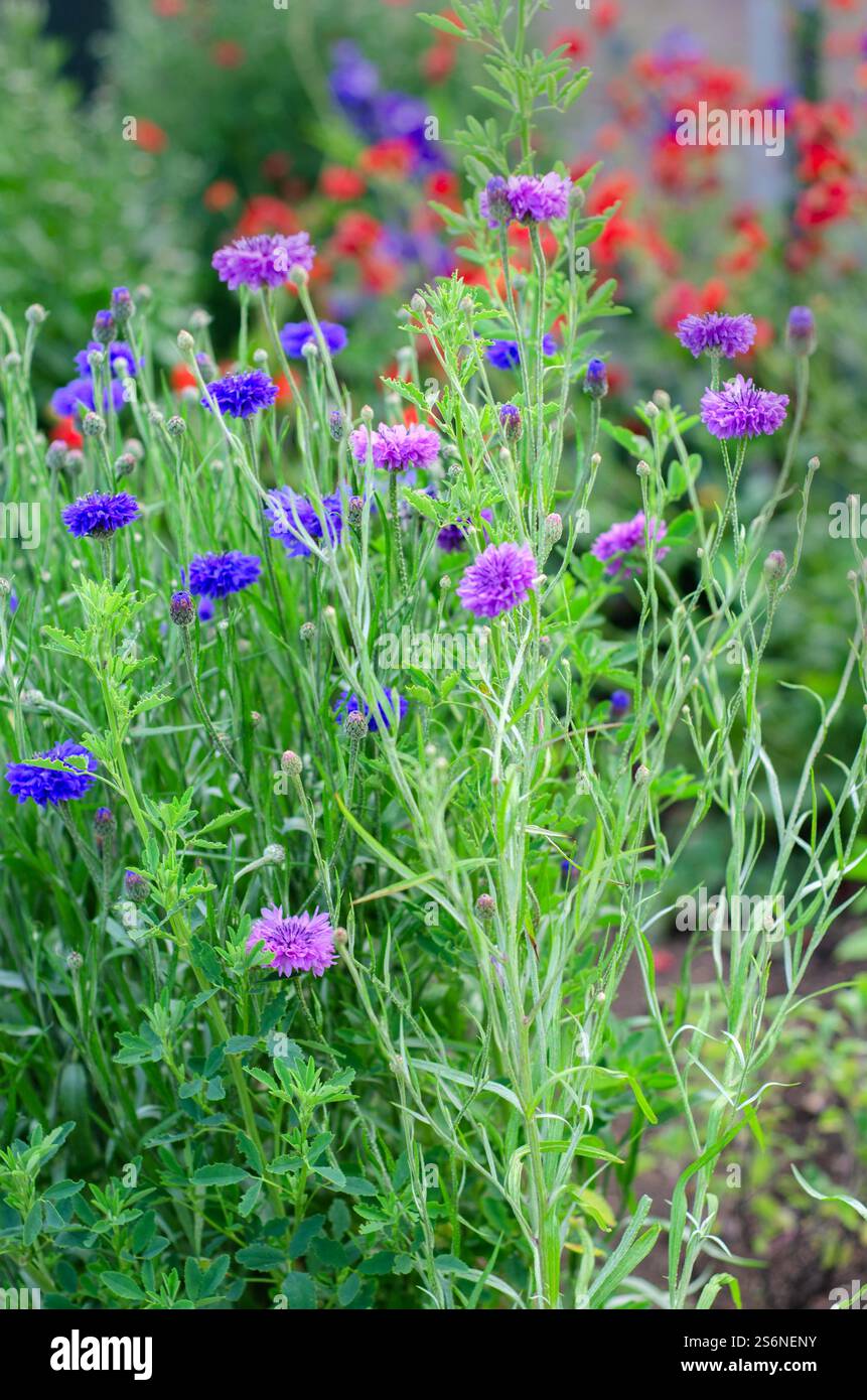 Fleurs sauvages dans une prairie anglaise, bleuets 'Centaurea cyanus' avec des coquelicots rouges communs 'Papaver rhoeas' en arrière-plan, juin, Angleterre, Royaume-Uni. Banque D'Images