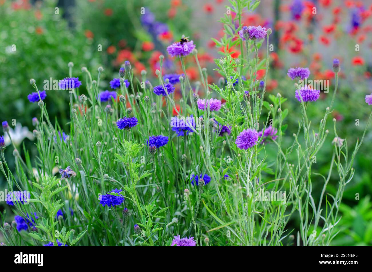Fleurs sauvages dans une prairie anglaise, bleuets 'Centaurea cyanus' avec des coquelicots rouges communs 'Papaver rhoeas' en arrière-plan, juin, Angleterre, Royaume-Uni. Banque D'Images