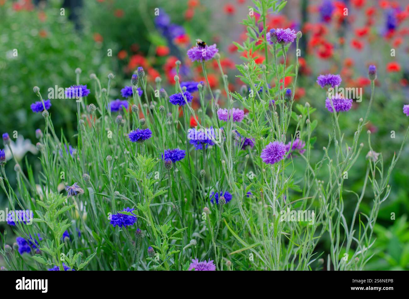Fleurs sauvages dans une prairie anglaise, bleuets 'Centaurea cyanus' avec des coquelicots rouges communs 'Papaver rhoeas' en arrière-plan, juin, Angleterre, Royaume-Uni. Banque D'Images