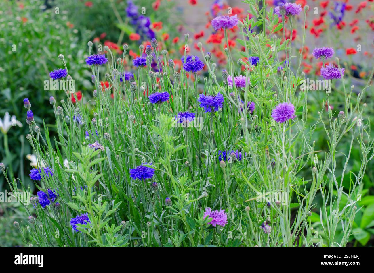 Fleurs sauvages dans une prairie anglaise, bleuets 'Centaurea cyanus' avec des coquelicots rouges communs 'Papaver rhoeas' en arrière-plan, juin, Angleterre, Royaume-Uni. Banque D'Images