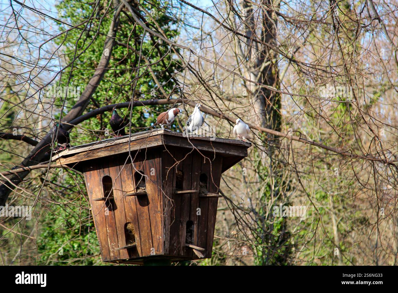 Pigeons assis à l'entrée du pigeonnier. Pigeonnier sur un poteau Banque D'Images