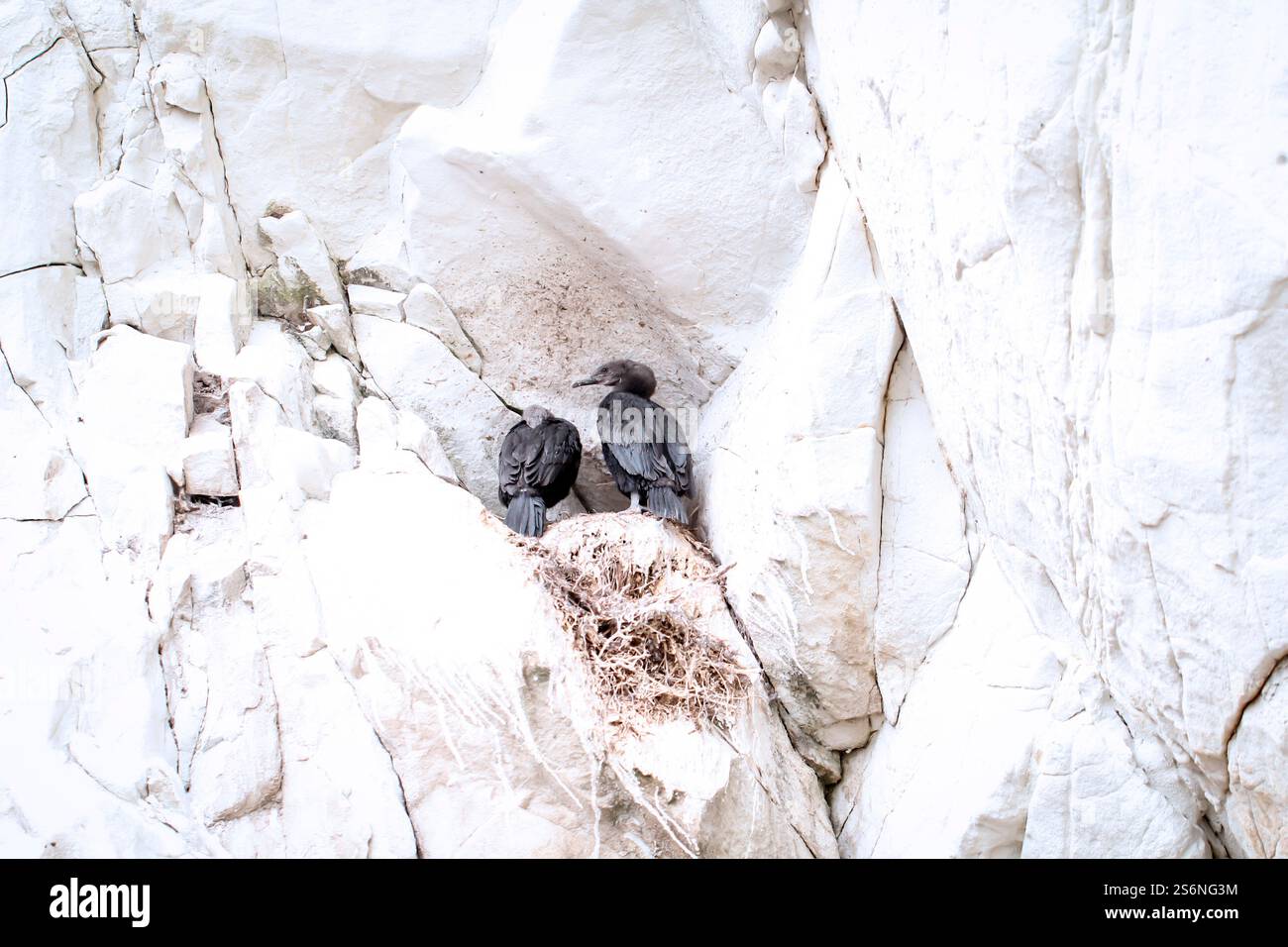 Cormorans sur leur nid sur un mur escarpé Banque D'Images