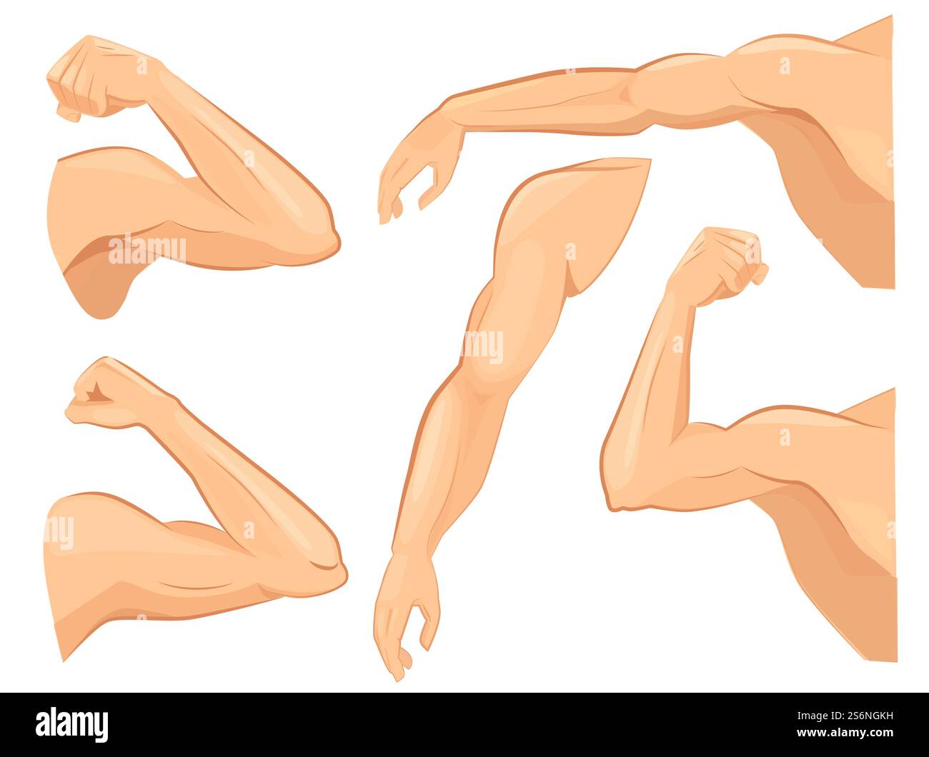Mains musculaires. Muscles du corps de puissance masculin fortes biceps vecteurs dessins animés de sport. Puissant bras, main et épaule homme fort. Mains musculaires. Muscles du corps de puissance masculin fortes biceps vecteurs dessins animés de sport Illustration de Vecteur