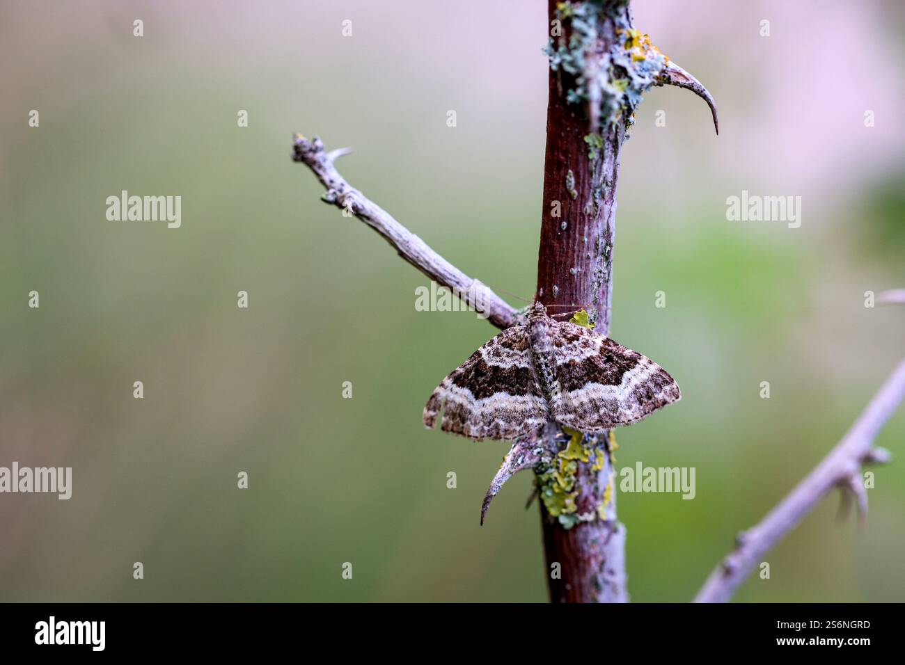 Un puceron sur une plante épineuse Banque D'Images